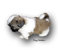 chiot 