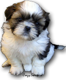 chiot 