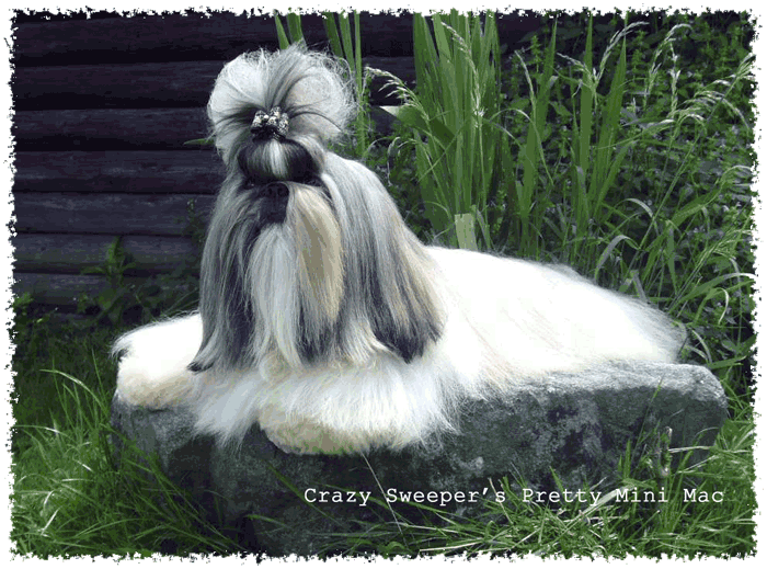 Shih-tzu Switzerland Shihtzu